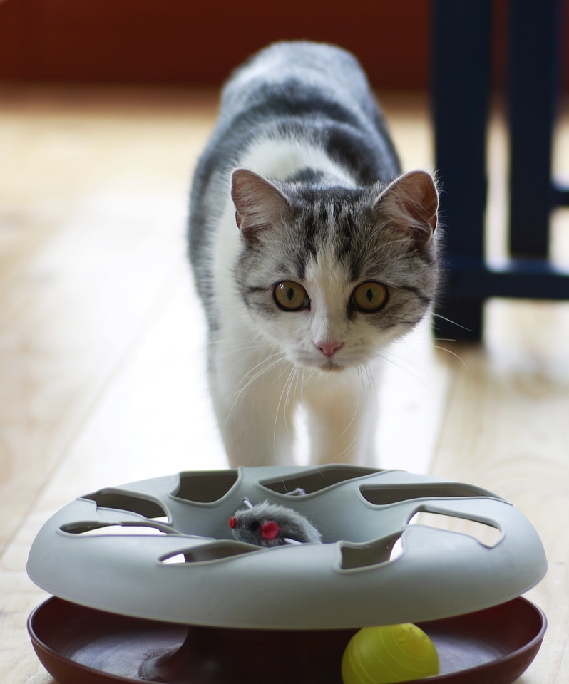 Domestic cat pet charming
