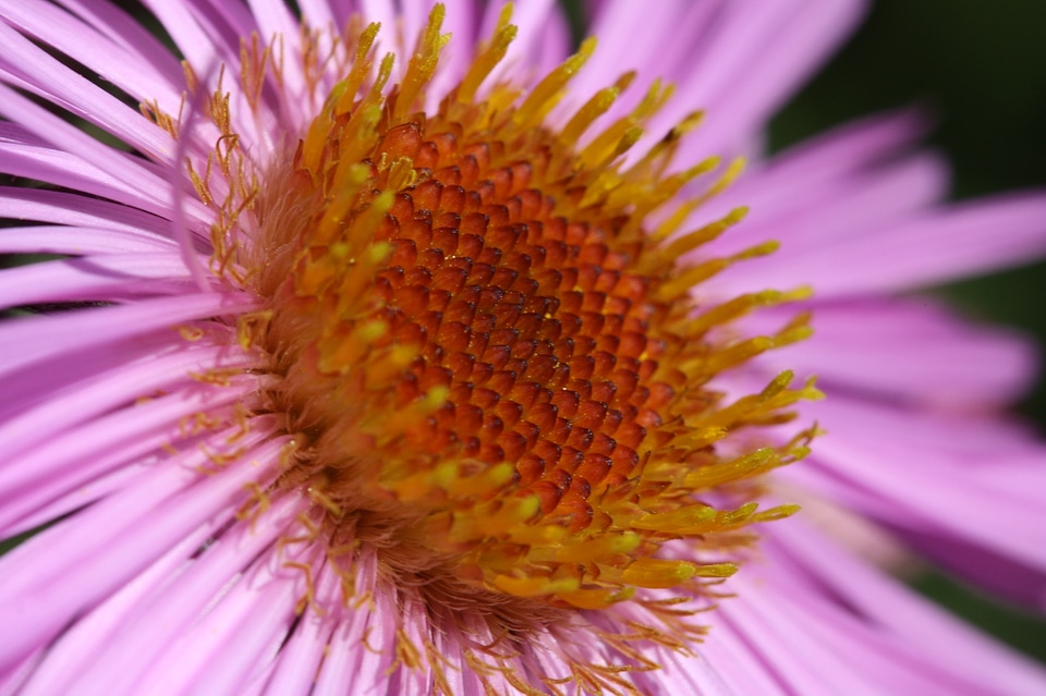 Pollen purple stamp