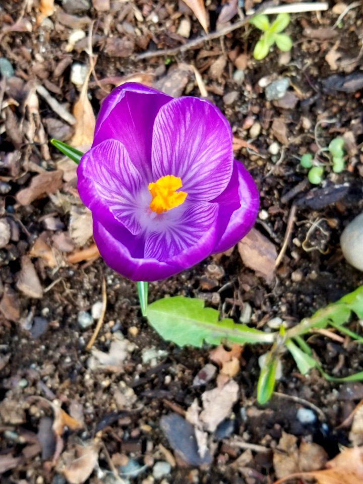 Day 063 spring soon.