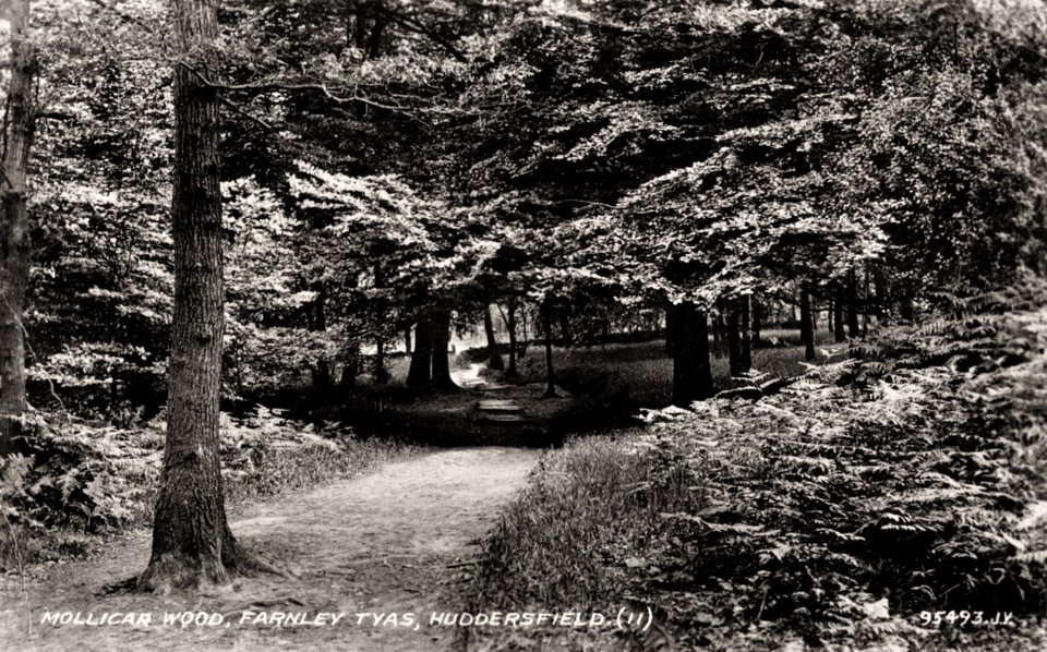 undated photograph of Mollicar Wood, Farnley Tyas