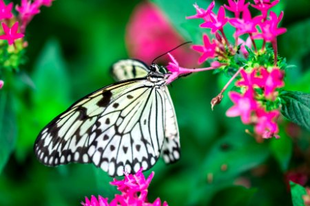Papiliorama 29.08.16 (2 von 39)