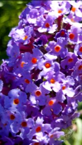 Day 237 butterfly bush