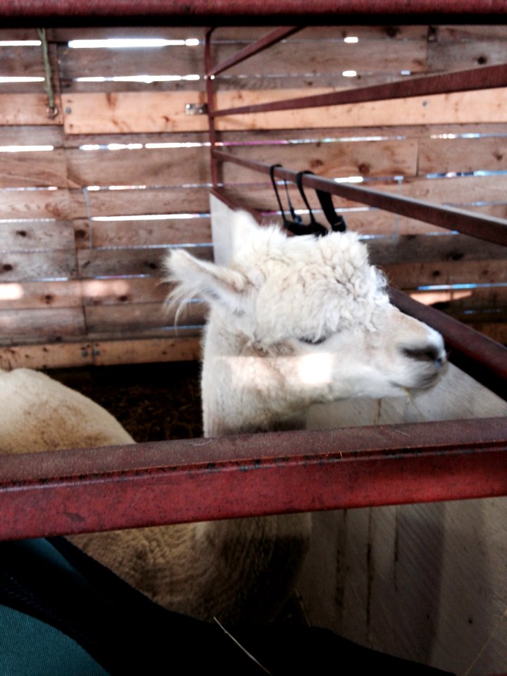 Alpaca