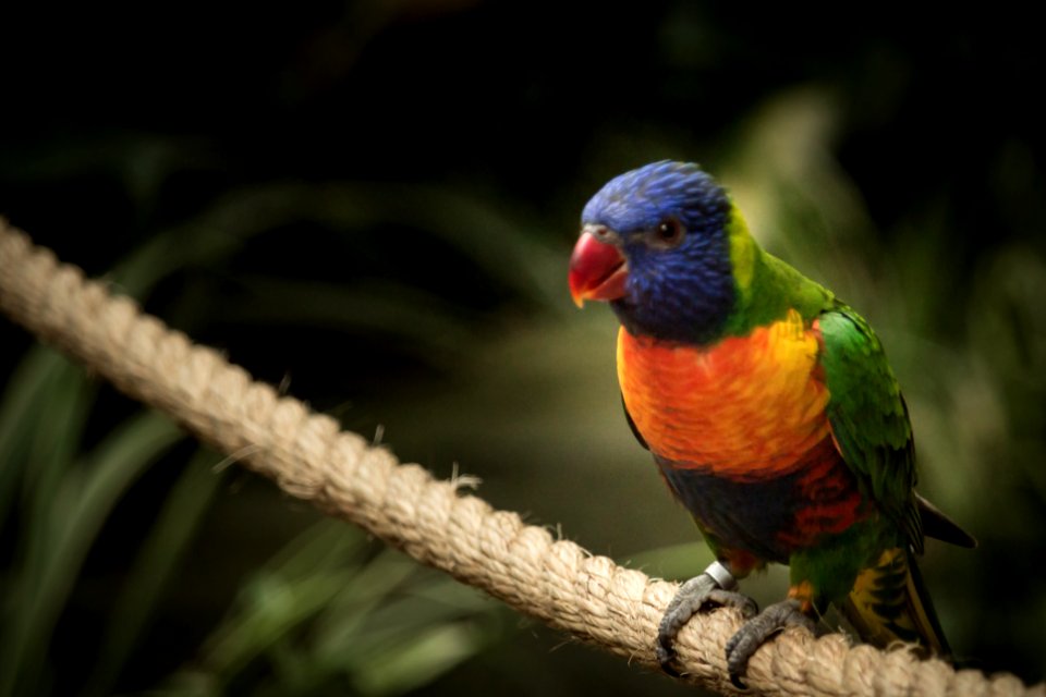 Yellow-backed chattering Lory