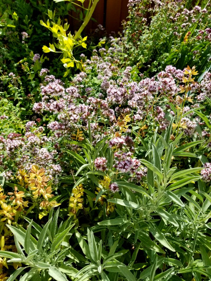Day 206 oregano abuzz with bees