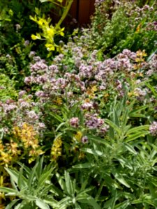 Day 206 oregano abuzz with bees