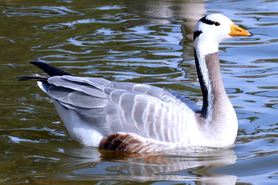 Bar-headed goose /  Anser indicus
