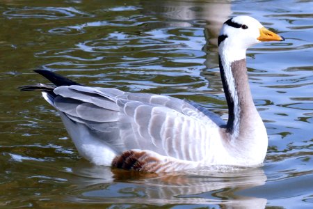Bar-headed goose / Anser indicus photo