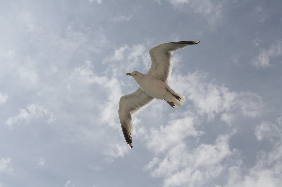 Sky bird animal