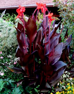 Achira o Canna u Orquídea, flor nativa del Perú