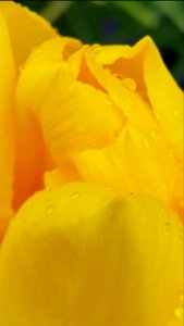 Tulip