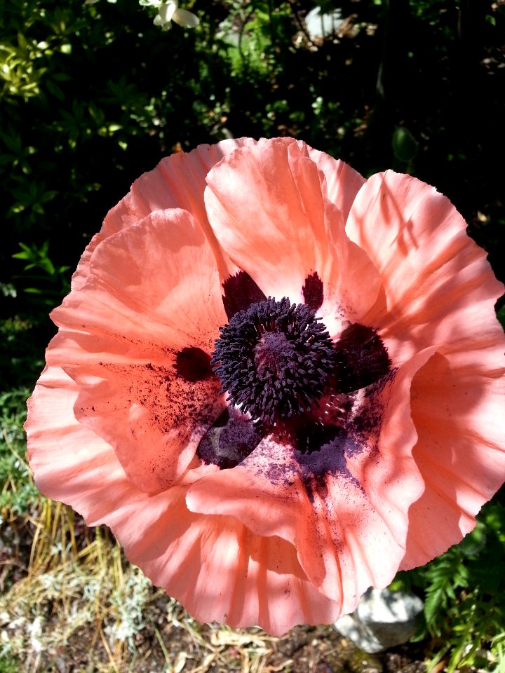 poppy soaking up the sun