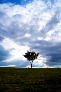 kleiner Baum 2
