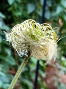 Clematis