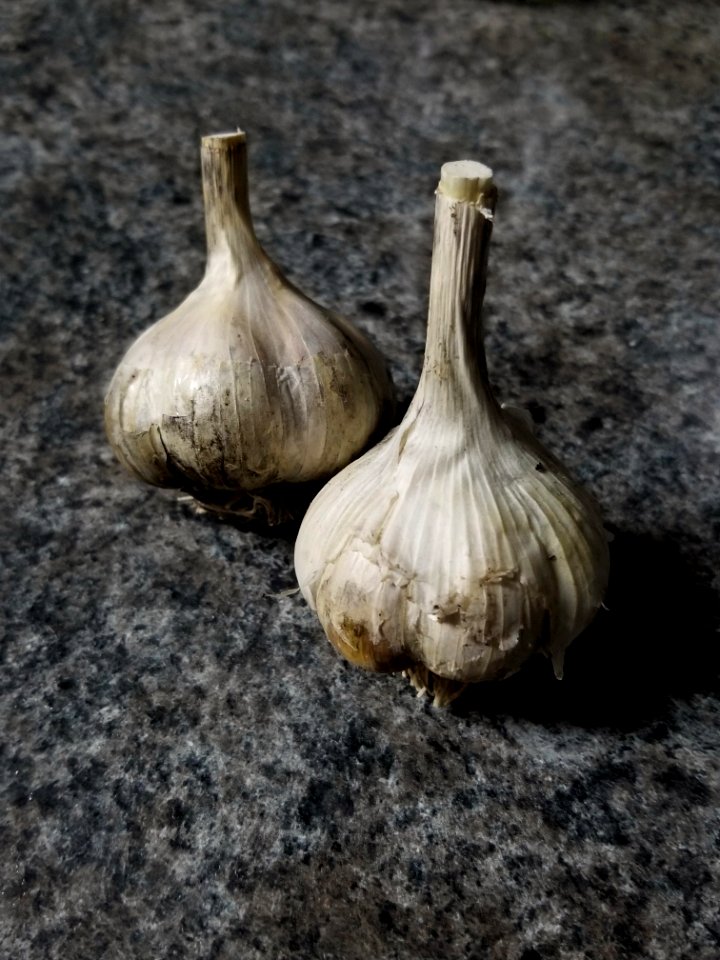 Garlic