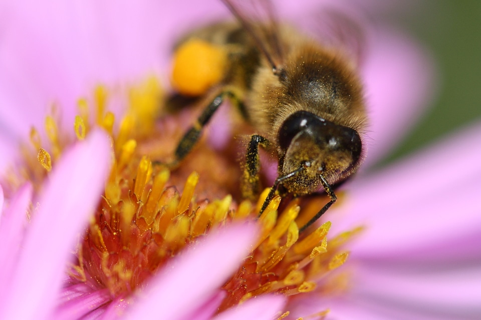 Honey pollen nectar