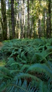 Day 246 knee deep in ferns at Seal bay photo