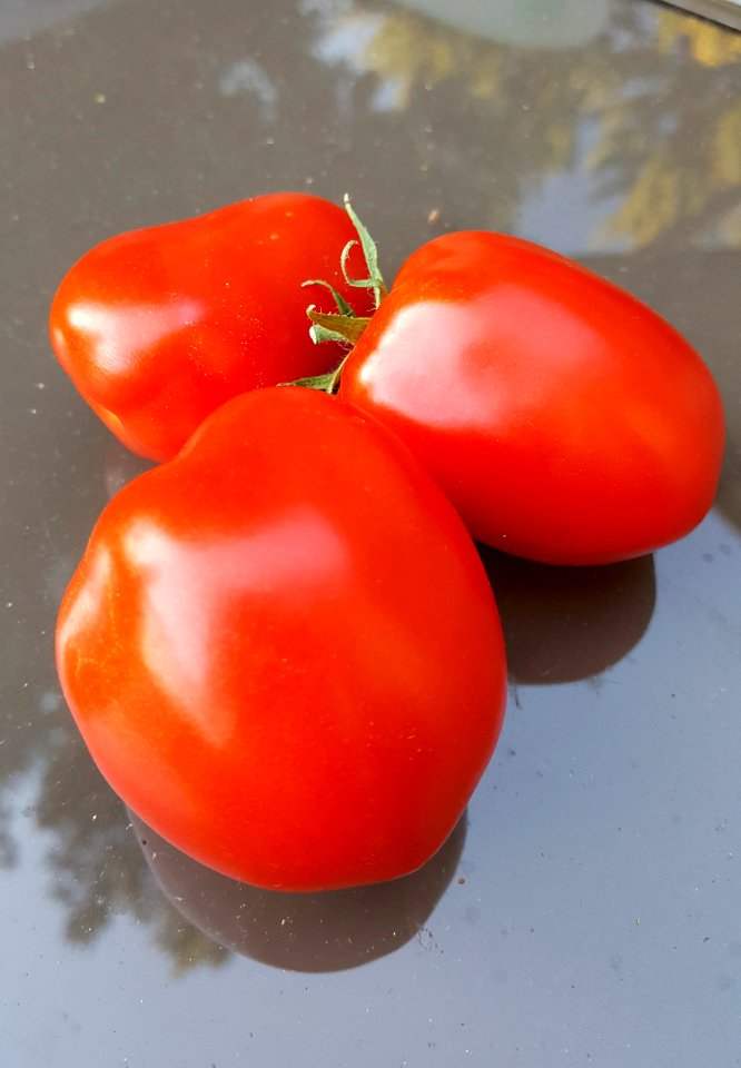 Day 214. The first of the tomato harvest