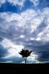 kleiner Baum 3