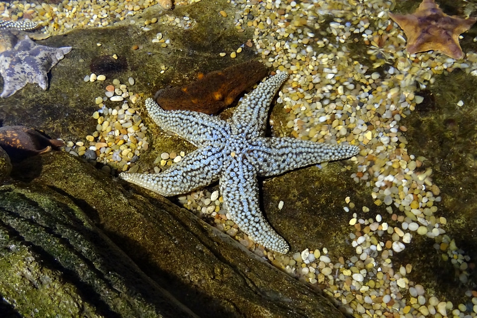 Organism underwater aquarium