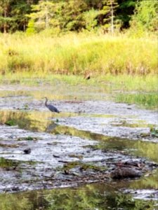 Day 241 Heron hanging out