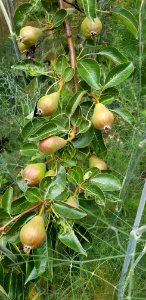 Day 172 Loaded for pear