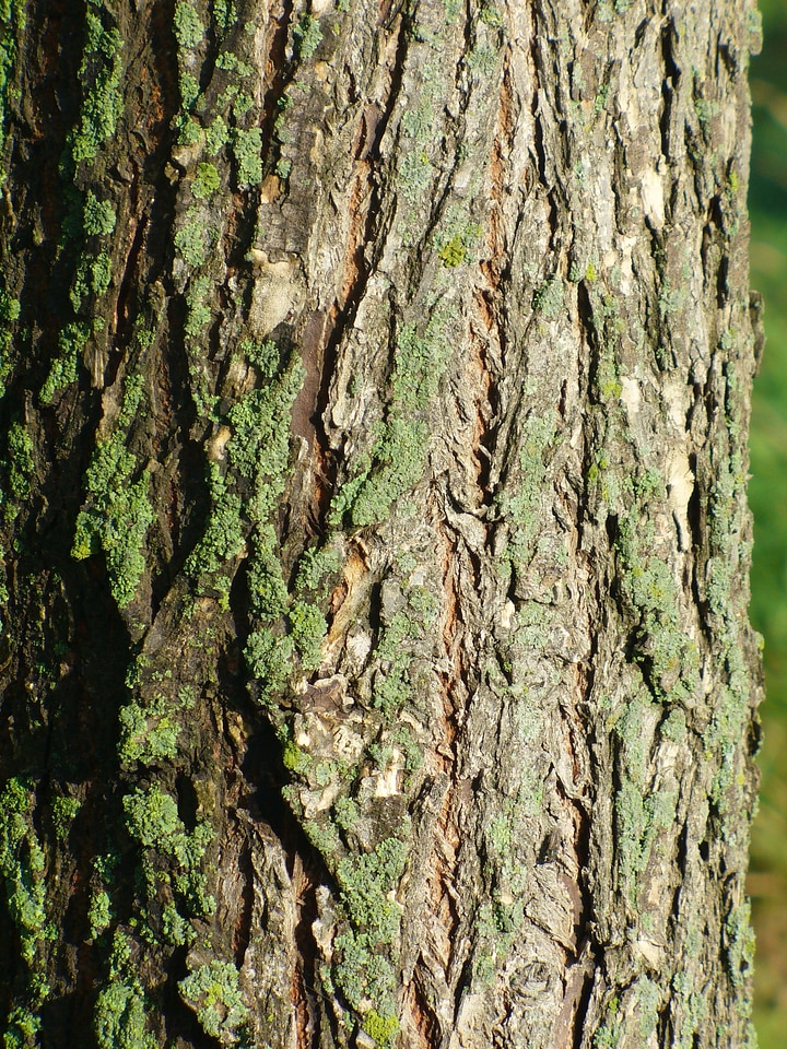 Wood trunk rough