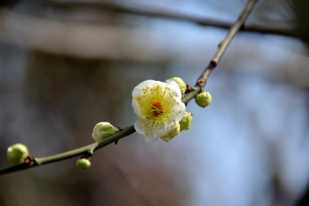 梅花