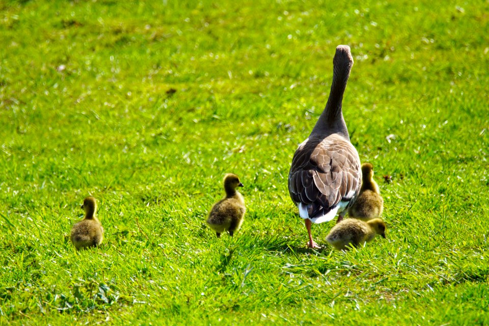 Familie Gans