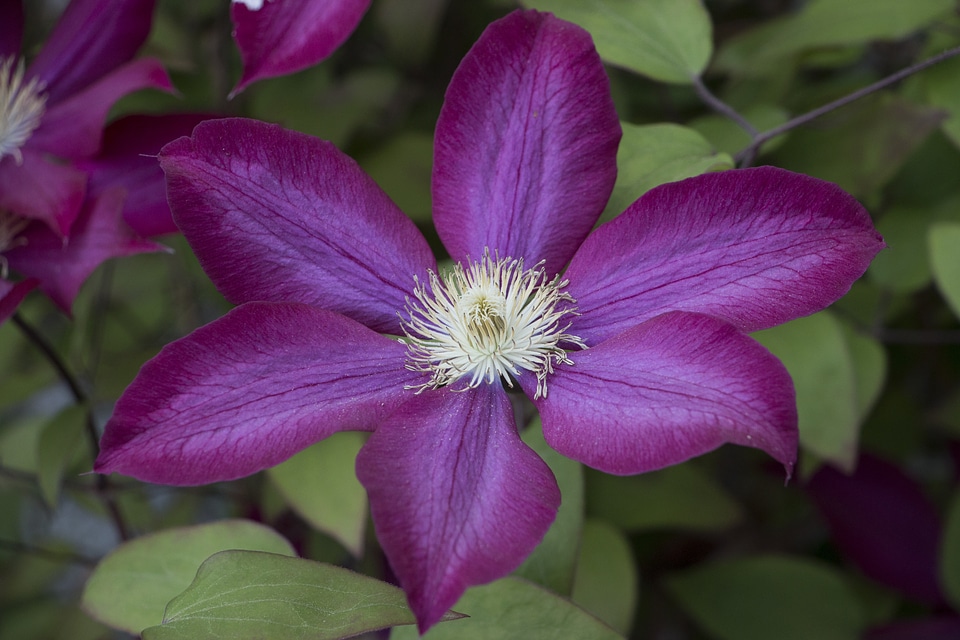 Plant petals climber plant
