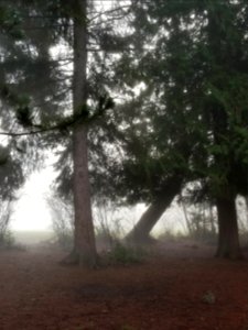 Day 348 into the woods