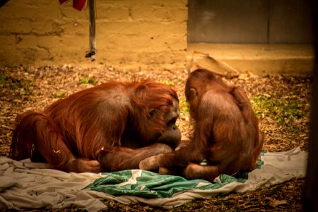 Orangutan