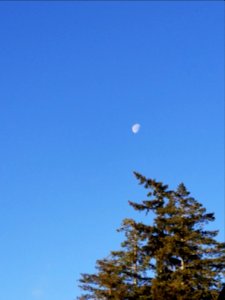 Day 329 Morning moon