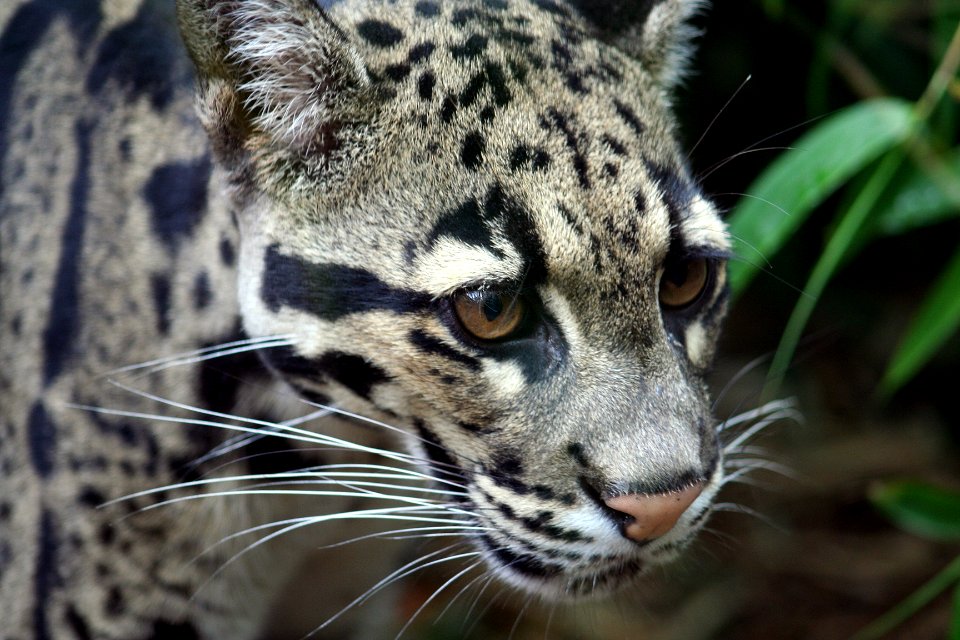 INDOCHINESE CLOUDED LEOPARD