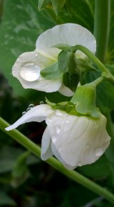 #365 pea flowers