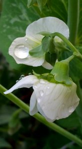 #365 pea flowers photo