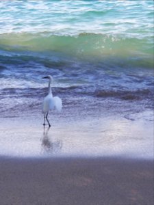 Egret