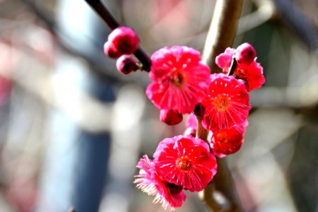 梅花