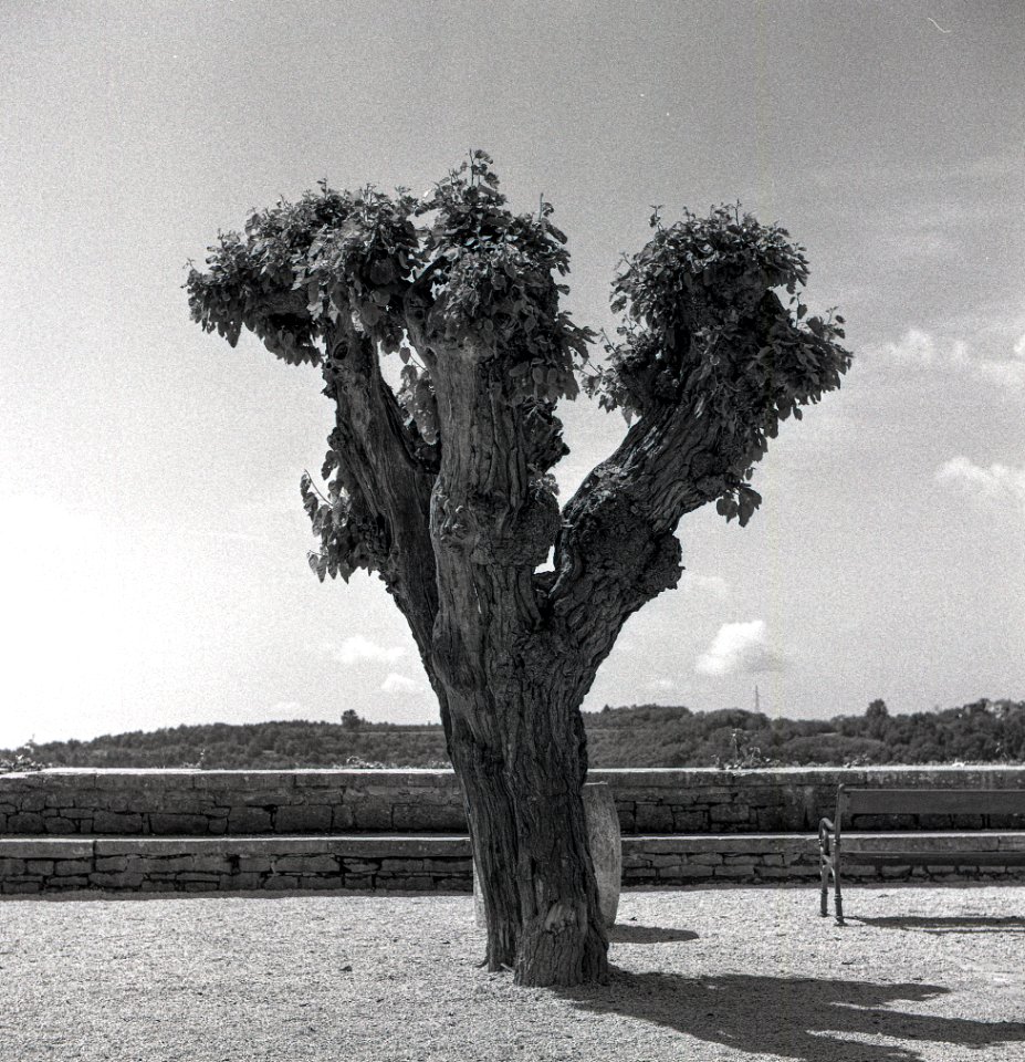 2019 05 Urlaub Istrien Groznjan Yashica mat