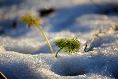 Fennel basking in the sun and snow