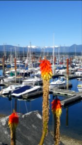 Day 173, Comox Cliche