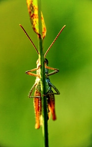 Insect beauty insects