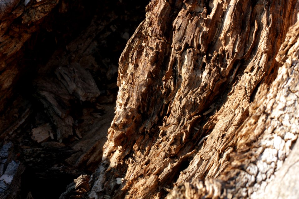 tree trunk wood 79
