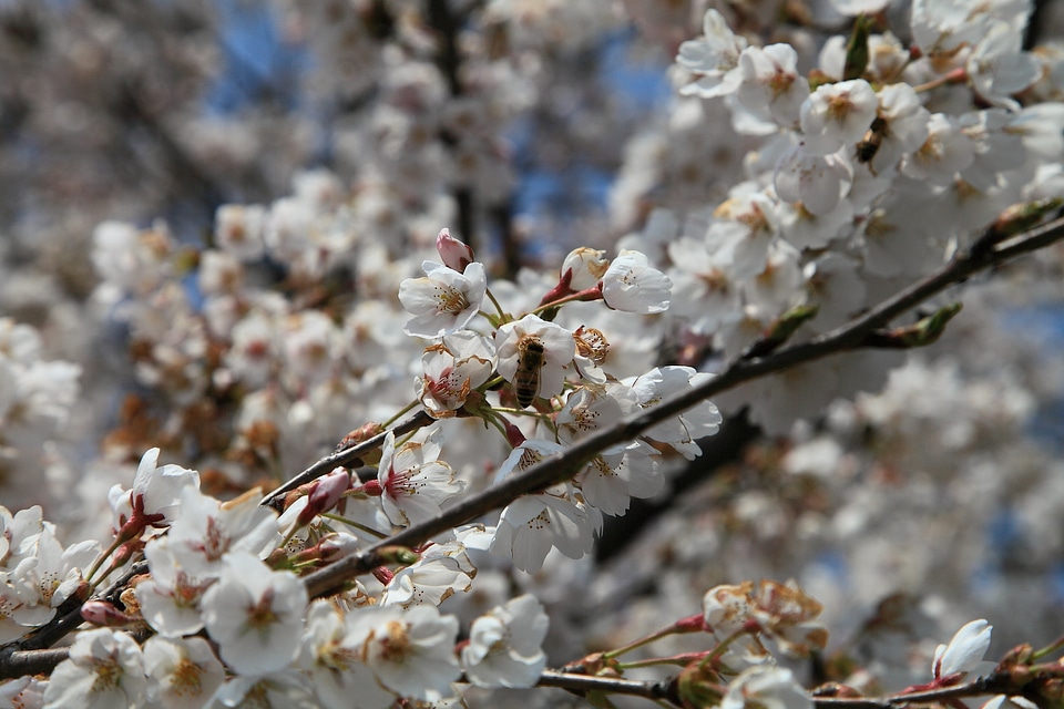 Zhushan cherry blossom festival spring flower festival cherry blossom festival