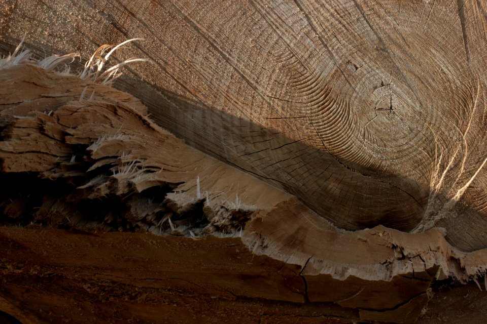 tree trunk wood 91