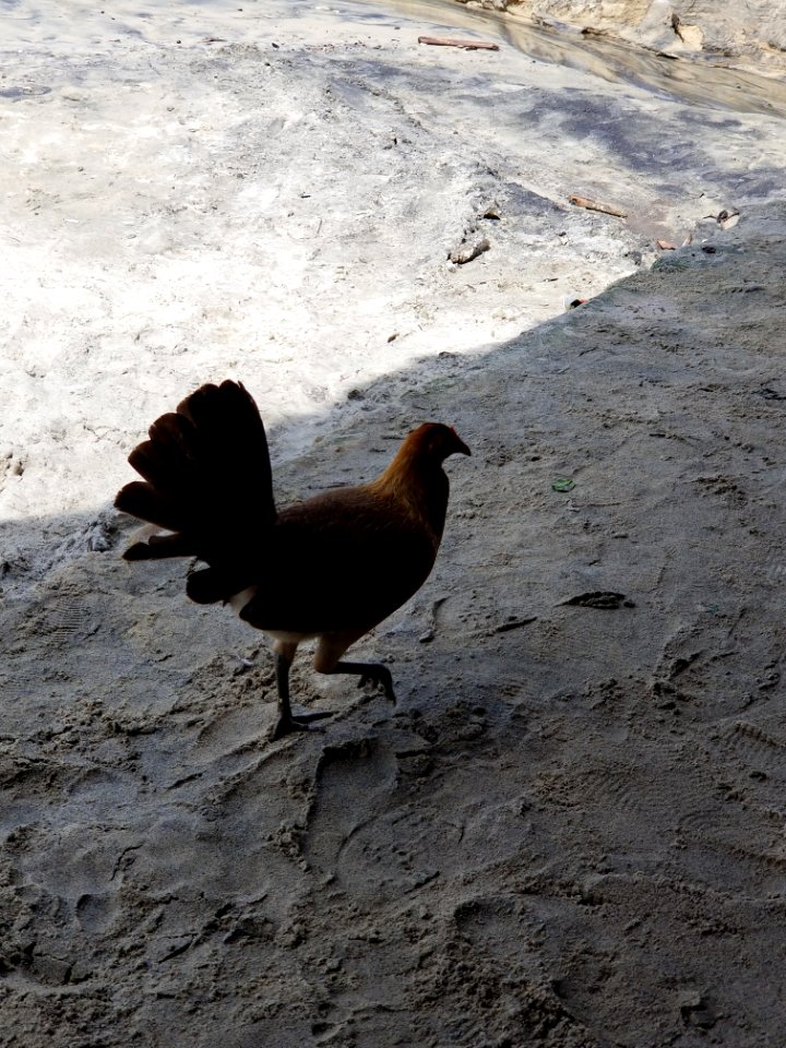 beach chicken photo