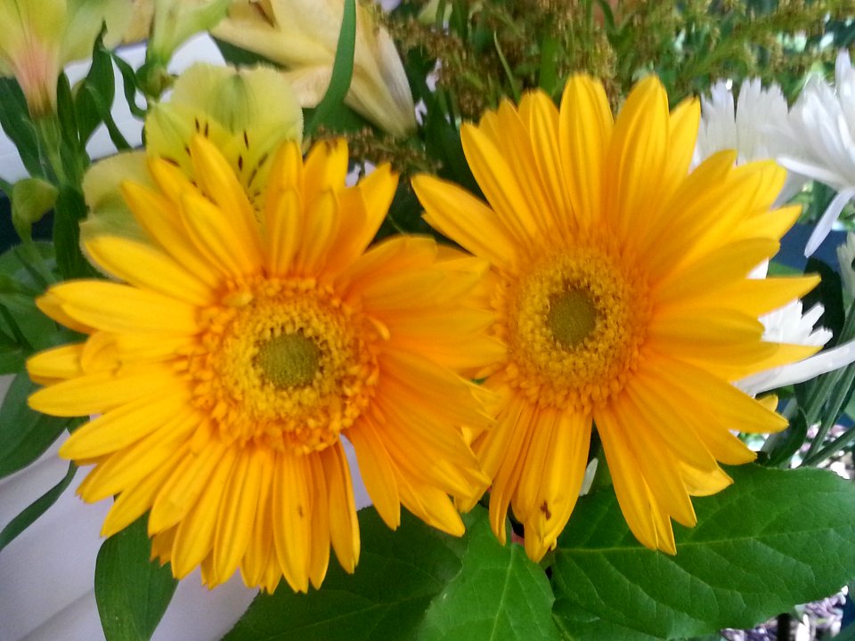 yellow gerbera twins