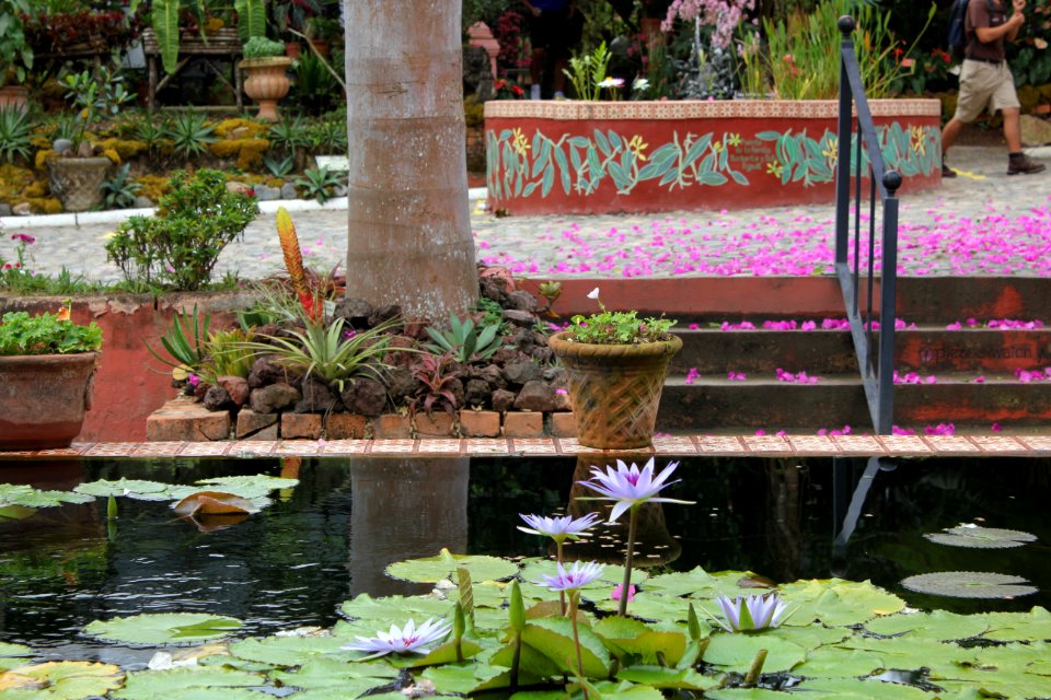 pond at botanical gardens