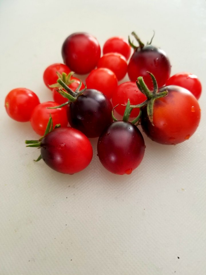 Day 229 first tomato harvest