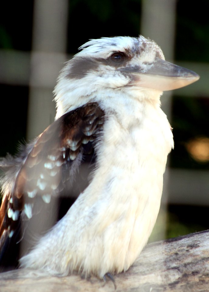 Wingham Wildlife Park